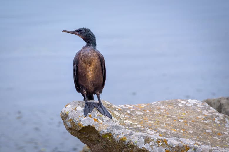 Cormorant sitting on a rock