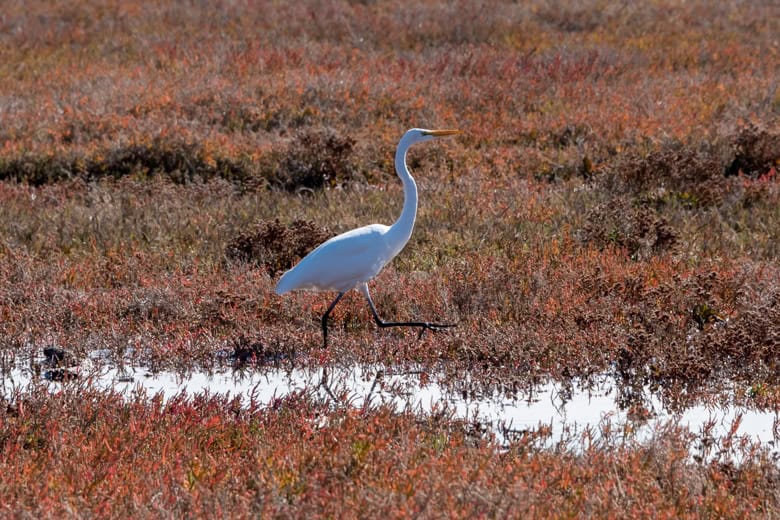 Great and Snowy Egret at Heron Rookery Natural Preserve