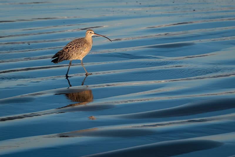 Long billed curlew