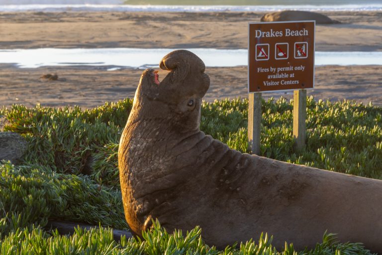 Your Guide to Point Reyes Hiking | Hidden Gems and Iconic Trails
