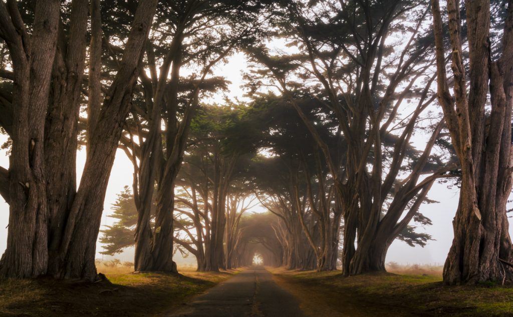 Point Ryes Trees Your Guide to Point Reyes Hiking | Hidden Gems and Iconic Trails