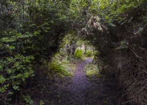 Hidden Hot Spring In Point Reyes Your Guide to Point Reyes Hiking | Hidden Gems and Iconic Trails