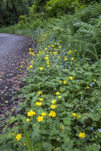 Your Guide to Point Reyes Hiking | Hidden Gems and Iconic Trails