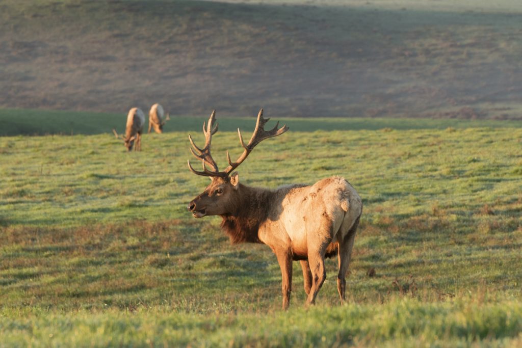 Point Reyes Bears Your Guide to Point Reyes Hiking | Hidden Gems and Iconic Trails