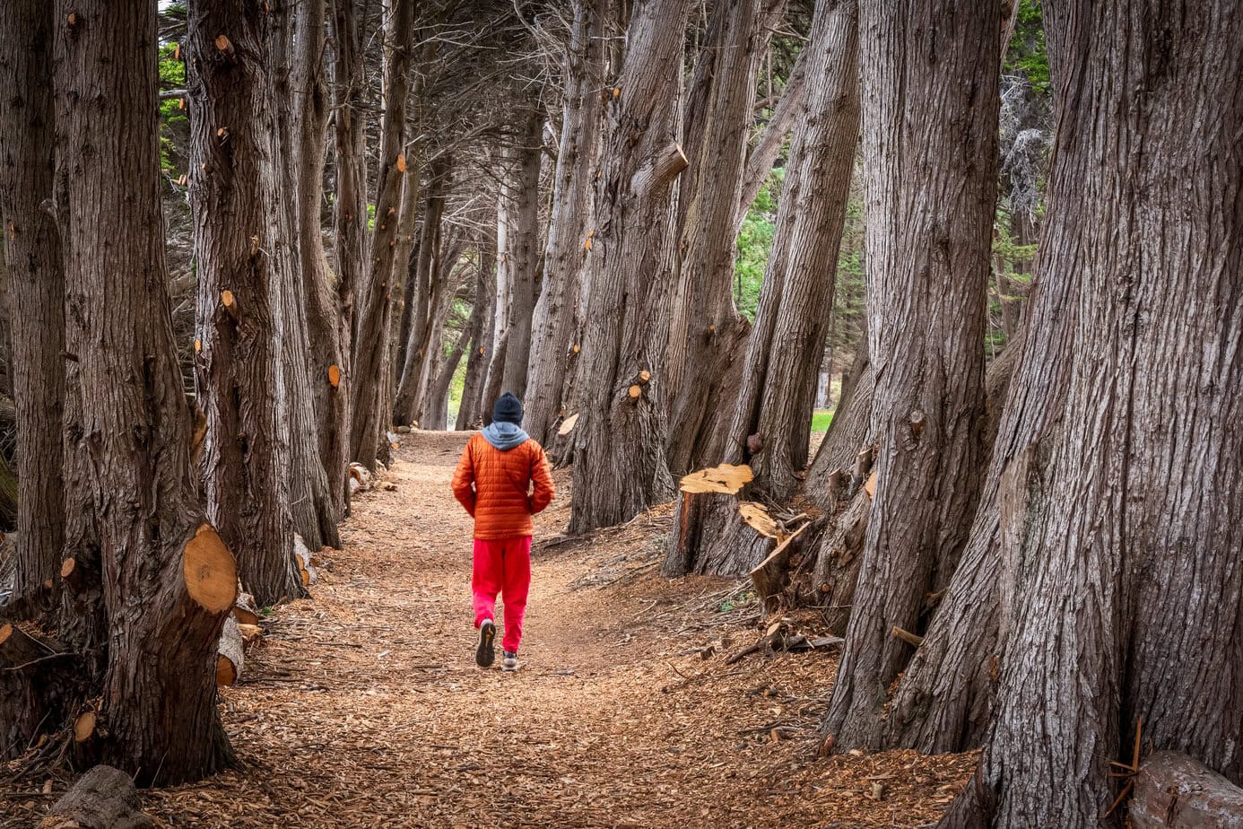 Tree-lined section of the San Simeon Bay Trail