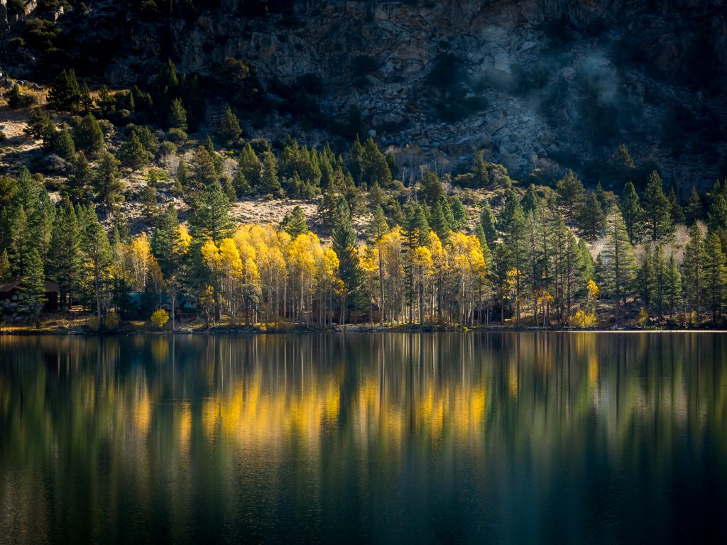 Batched Aspens, June Lake Loop, Eastern Sierra