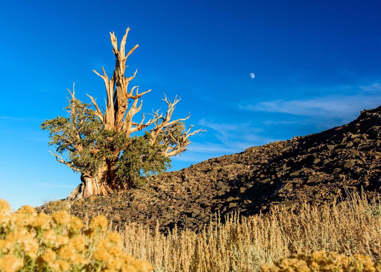 Moon Rising Over Bristlecone Pines