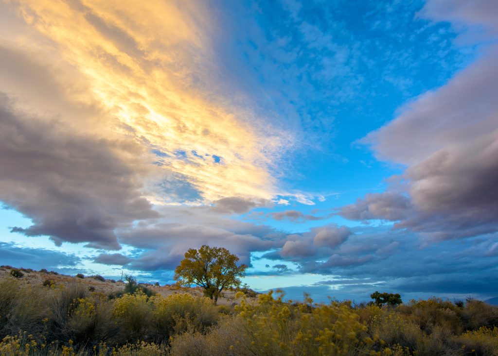 Yellow Cottonwood Bishop 
