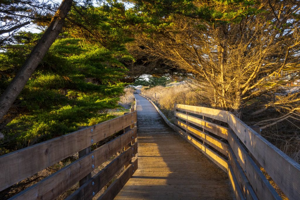 Boardwalk and pine trees along moonstone beach cambris