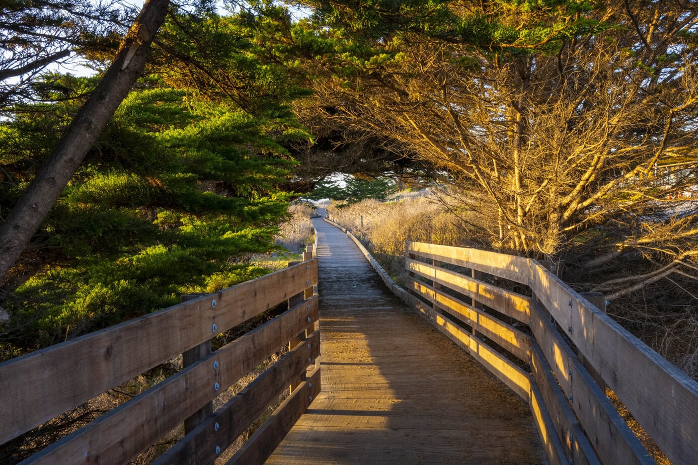 Boardwalk and pine trees along moonstone beach cambris