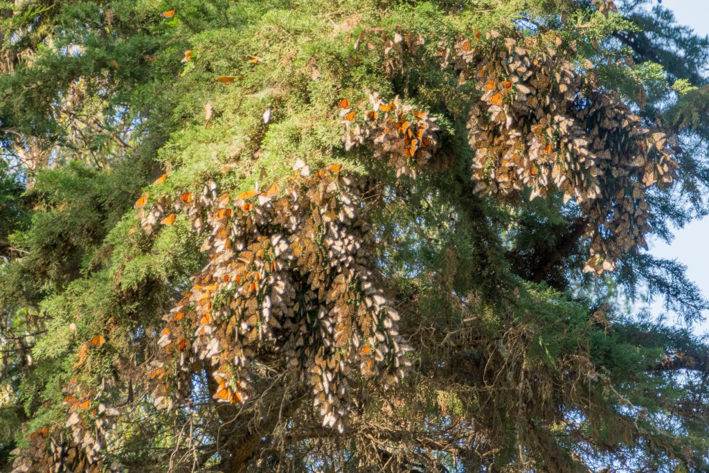 Clusters of monarch butterflies resting on tree branches at the Pismo Beach Monarch Butterfly Grove